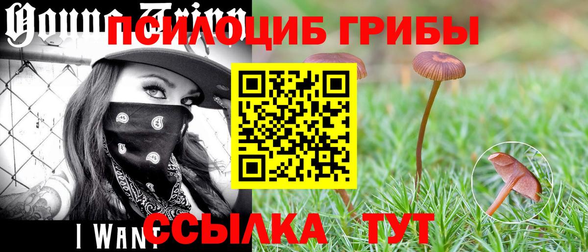 Псилоцибиновые грибы Psilocybine cubensis Апшеронск
