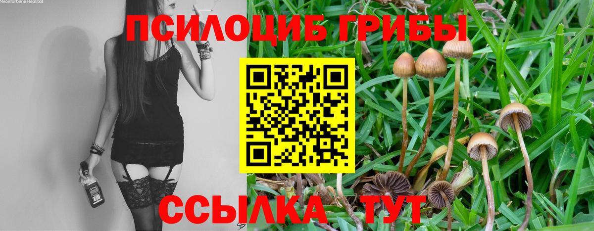Псилоцибиновые грибы Psilocybe  Вход с VPN  Апшеронск 